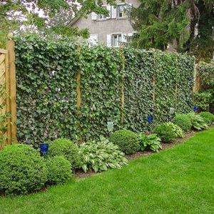 Что посадить, чтобы закрыть забор