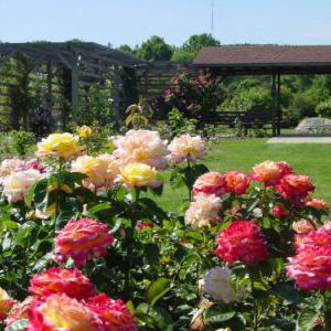 Розарий на даче